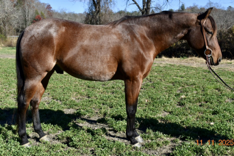 HorseID: 2305778 Gun Keeps Playin Gin - PhotoID: 1089283