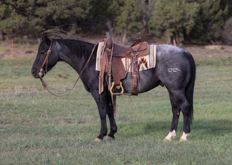 HorseID: 2305779 WDB Shiny Blue Cat - PhotoID: 1089284