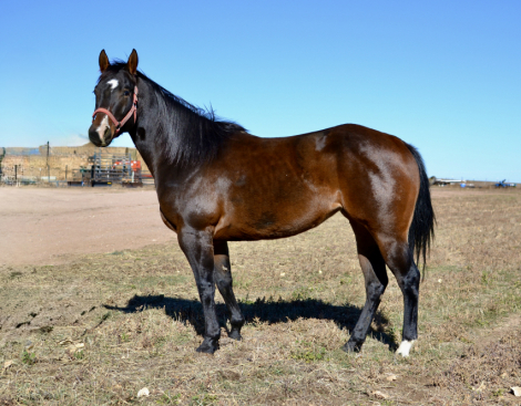 HorseID: 2305780 UTBar Mamba As I Do - PhotoID: 1089285