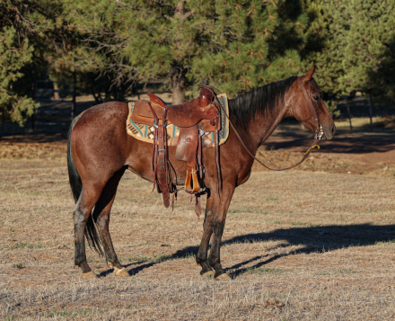 HorseID: 2305781 Doc Dallas Smart Glo - PhotoID: 1089286