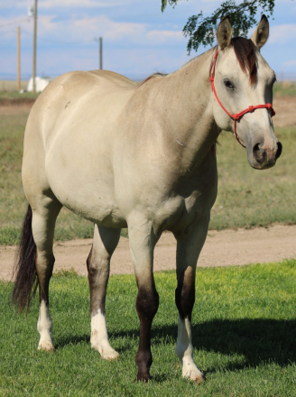 HorseID: 2305783 LXH Shining Ryker - PhotoID: 1089287