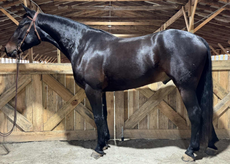 HorseID: 2305784 Remington - PhotoID: 1089288