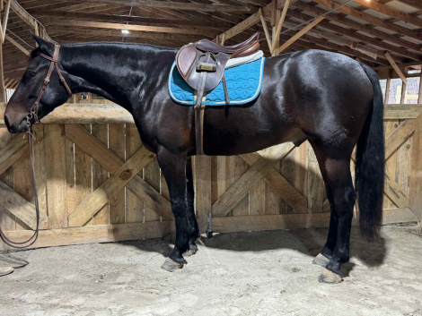 HorseID: 2305784 Remington - PhotoID: 1089289