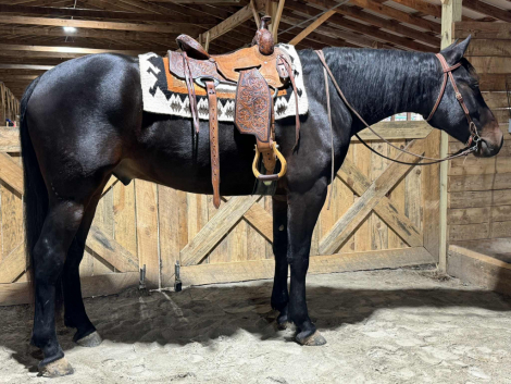 HorseID: 2305784 Remington - PhotoID: 1089290