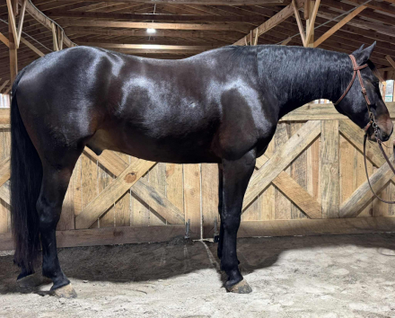 HorseID: 2305784 Remington - PhotoID: 1089291