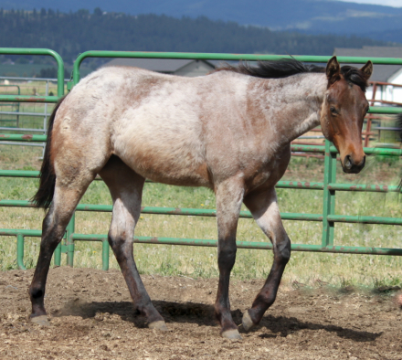 HorseID: 2305785 Bigtootsieinthehouse - PhotoID: 1089725