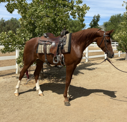 HorseID: 2305786 Royal Alectric - PhotoID: 1089296