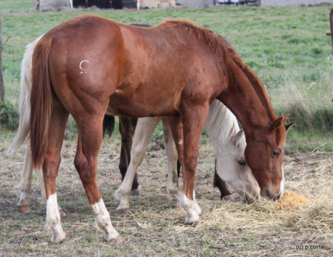 HorseID: 2305789 Gunslinger Gus - PhotoID: 1089726