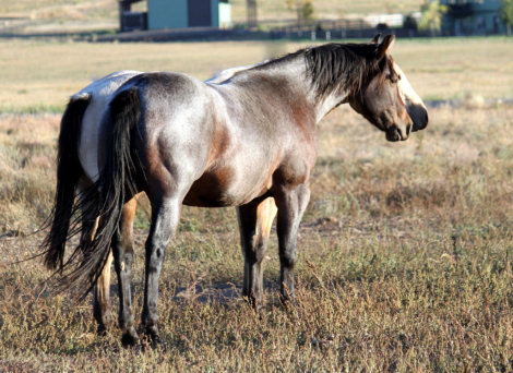 HorseID: 2305791 Magnums Glenn - PhotoID: 1089727