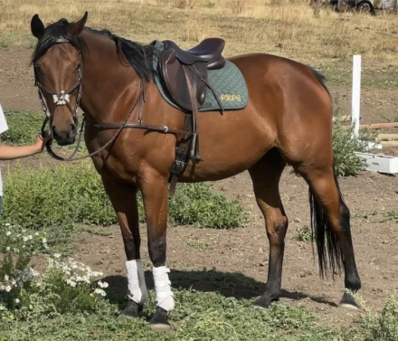 HorseID: 2305792 Sweet Meg - PhotoID: 1089297