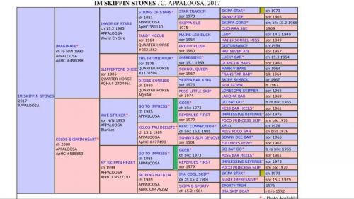 HorseID: 2305793 Im Skippin Stones - PhotoID: 1089299