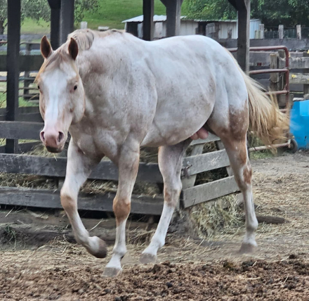 HorseID: 2305793 Im Skippin Stones - PhotoID: 1089301