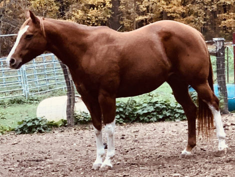 HorseID: 2305794 Who Invited Hollywood - PhotoID: 1089302