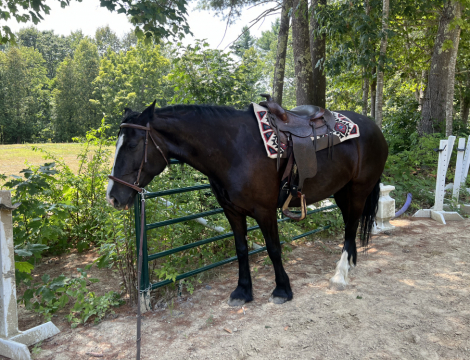 HorseID: 2305795 Sarafina - PhotoID: 1089303