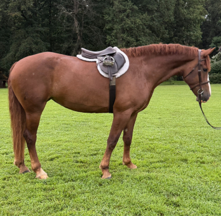 HorseID: 2305799 Poppy - PhotoID: 1089306