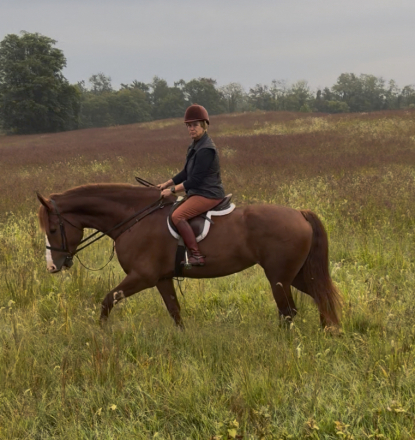 HorseID: 2305799 Poppy - PhotoID: 1089307