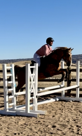 HorseID: 2305800 Mia-Mar Do You Dance - PhotoID: 1089316