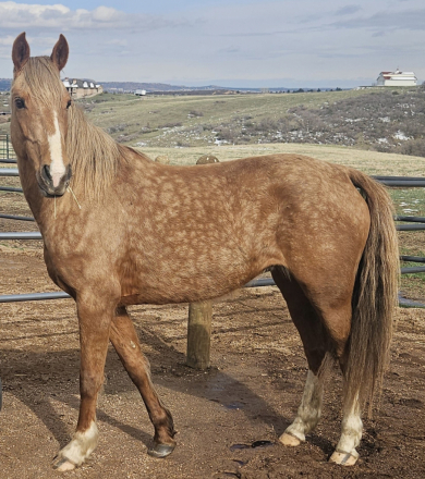 HorseID: 2305800 Mia-Mar Do You Dance - PhotoID: 1089318