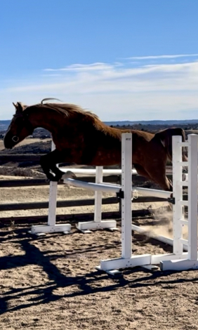 HorseID: 2305800 Mia-Mar Do You Dance - PhotoID: 1089320