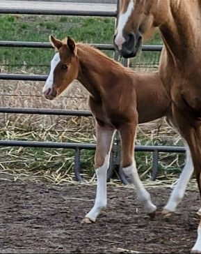 HorseID: 2305800 Mia-Mar Do You Dance - PhotoID: 1089321