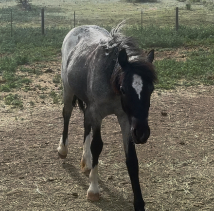 HorseID: 2305801 Blue Bonnet - PhotoID: 1089332
