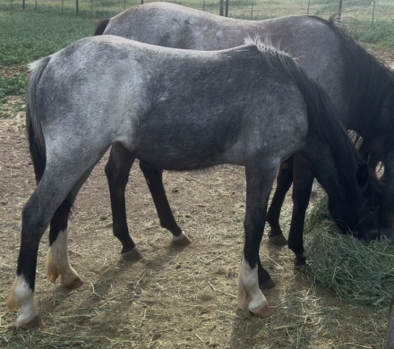 HorseID: 2305801 Blue Bonnet - PhotoID: 1089333