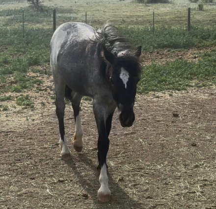 HorseID: 2305801 Blue Bonnet - PhotoID: 1089334