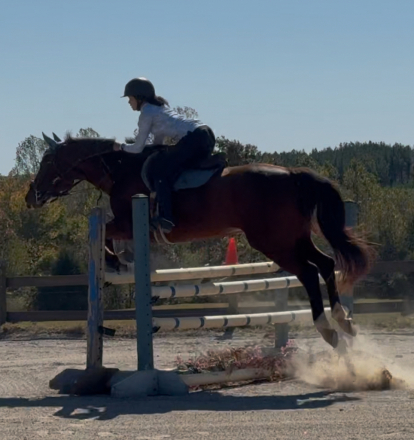 HorseID: 2305804 Preacher - PhotoID: 1089335