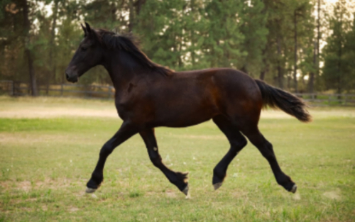 HorseID: 2305807 Aurora fan Lone Ster - PhotoID: 1089336