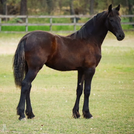 HorseID: 2305807 Aurora fan Lone Ster - PhotoID: 1089337