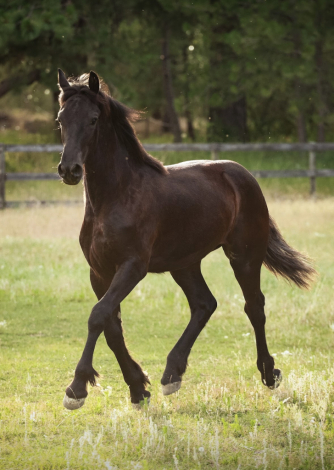 HorseID: 2305807 Aurora fan Lone Ster - PhotoID: 1089338