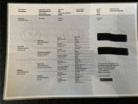 HorseID: 2305807 Aurora fan Lone Ster - PhotoID: 1089339