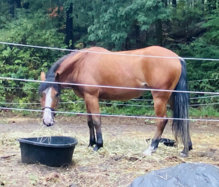 HorseID: 2305813 Baby - PhotoID: 1089340