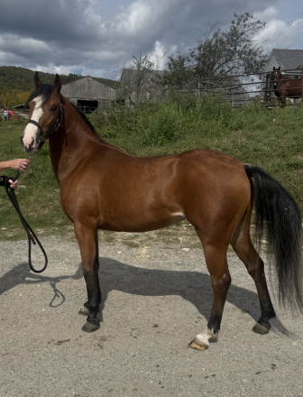 HorseID: 2305813 Baby - PhotoID: 1089341