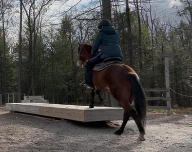 HorseID: 2305813 Baby - PhotoID: 1089785