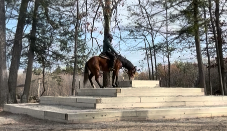 HorseID: 2305813 Baby - PhotoID: 1089786