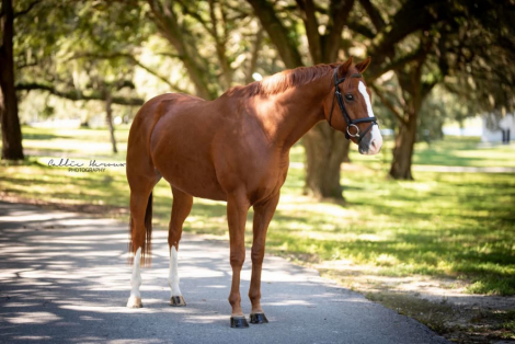 HorseID: 2305815 Finding My Way - PhotoID: 1089343