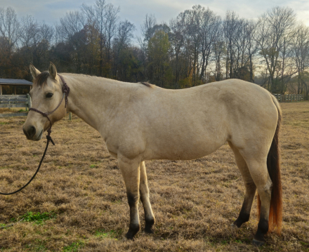 HorseID: 2305817 Pure Golden Hawke - PhotoID: 1089345