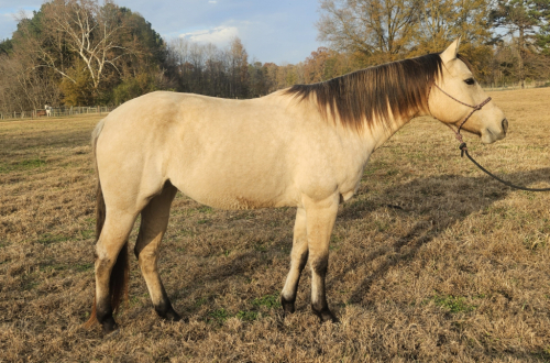 HorseID: 2305817 Pure Golden Hawke - PhotoID: 1089346