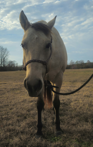 HorseID: 2305817 Pure Golden Hawke - PhotoID: 1089347