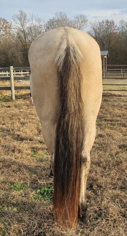 HorseID: 2305817 Pure Golden Hawke - PhotoID: 1089348