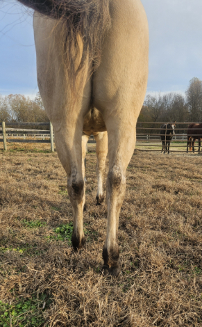 HorseID: 2305817 Pure Golden Hawke - PhotoID: 1089349