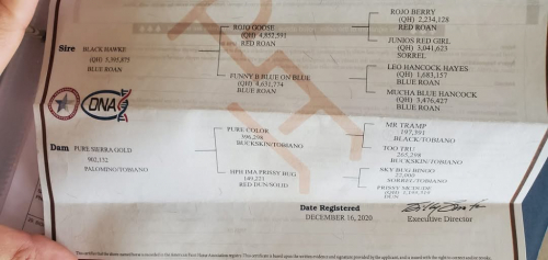 HorseID: 2305817 Pure Golden Hawke - PhotoID: 1089367