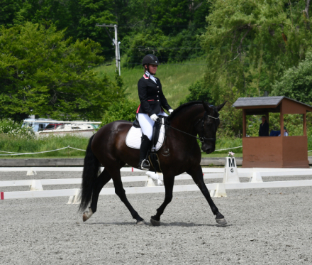 HorseID: 2305818 SW Night Horse - PhotoID: 1089350