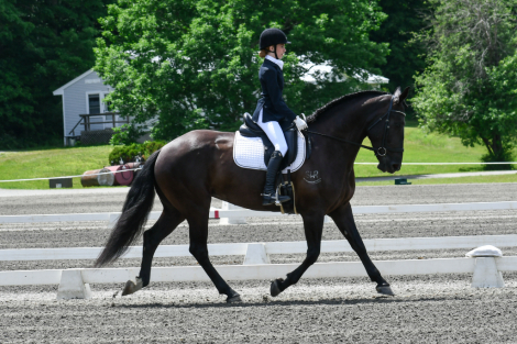 HorseID: 2305818 SW Night Horse - PhotoID: 1089351