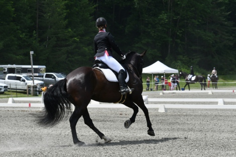 HorseID: 2305818 SW Night Horse - PhotoID: 1089352