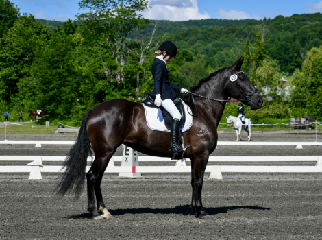 HorseID: 2305818 SW Night Horse - PhotoID: 1089353