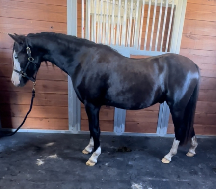 HorseID: 2305820 By a Landslide ( Leo) - PhotoID: 1089354