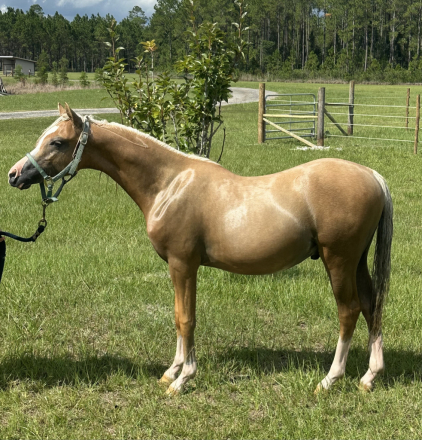 HorseID: 2305821 Believe it or Not - PhotoID: 1089355