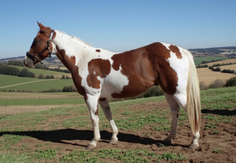 HorseID: 2305822 ThisDuallyAintPeppy - PhotoID: 1089357